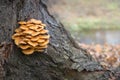 Wild enokitake or golden needle mushroom (Flammulina velutipes) on a tree bark Royalty Free Stock Photo