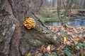 Wild enokitake or golden needle mushroom (Flammulina velutipes) on a tree bark Royalty Free Stock Photo