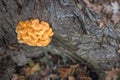 Wild enokitake or golden needle mushroom (Flammulina velutipes) on a tree bark Royalty Free Stock Photo