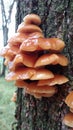 Wild Enokitake Mushroom Royalty Free Stock Photo