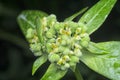 wild euphorbia heterophylla weed after rain