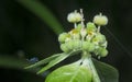 Wild euphorbia heterophylla weed after rain