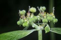 Wild euphorbia heterophylla weed after rain