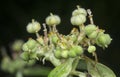 Wild euphorbia heterophylla weed after rain