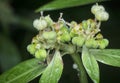 Wild euphorbia heterophylla weed after rain