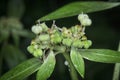 Wild euphorbia heterophylla weed after rain