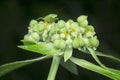 Wild euphorbia heterophylla weed after rain