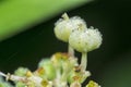 Wild euphorbia heterophylla weed after rain