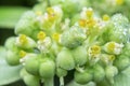 Wild euphorbia heterophylla weed after rain