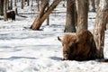 Wild Eurasian bisons wisents in the winter forest