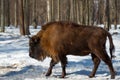 Wild Eurasian bisons wisents in the winter forest