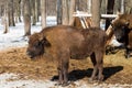 Wild Eurasian bisons wisents Royalty Free Stock Photo