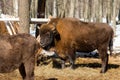 Wild Eurasian bisons wisents near the feeder Royalty Free Stock Photo