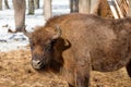 Portrait of Wild Eurasian bisons wisents