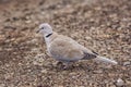 Wild Eurasian collared dove bird Streptopelia decaocto walking along the park in Burgas, Bulgaria Royalty Free Stock Photo