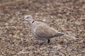 Wild Eurasian collared dove bird Streptopelia decaocto walking along the park in Burgas, Bulgaria Royalty Free Stock Photo