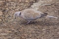 Wild Eurasian collared dove bird Streptopelia decaocto walking along the park in Burgas, Bulgaria Royalty Free Stock Photo