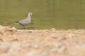 Eurasian Collared Dove in shallow water Royalty Free Stock Photo