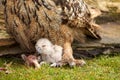 Wild Eurasian Eagle Owl chick outside The white chick is unstable eating a piece of meat. The six-day-old bird is Royalty Free Stock Photo