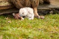 Wild Eurasian Eagle Owl chick outside The white chick is unstable eating a piece of meat. The six-day-old bird is standing next to Royalty Free Stock Photo