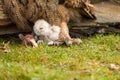 Wild Eurasian Eagle Owl chick outside The white chick is unstable eating a piece of meat. The six-day-old bird is Royalty Free Stock Photo