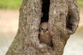 Wild Eurasian eagle owl chick. Six weeks old bird sits in a hollow tree. The orange eyes look at you. Newborn bird Royalty Free Stock Photo