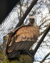 Wild Eurasian griffon vulture with the strong wings and white head in front of the the metal grid (front view)