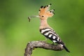 Wild eurasian hoopoe sitting on a branch with open crest in summer forest