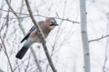 Eurasian Jay Royalty Free Stock Photo