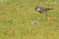 Eurasian Jay on the grass Royalty Free Stock Photo