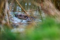 Wild European beaver or Eurasian beaver, Castor fiber, swimming in water hidden behind branches.