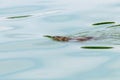 Wild European Beaver Swimming in Water Castor fiber Royalty Free Stock Photo