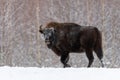 Wild European bison,bull male. Majestic powerful adult Aurochs Wisent in winter time, Belarus. Wildlife scene from nature Wi