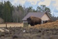 Wild european bison in the forest, Russia