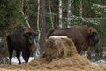 Wild European Bison Graze Near A Haystack On The Edge Of A Winter Forest. Two Bison Aurochs Standing Near The Feeding Platform.