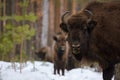 Wild European Bison in Winter Forest. European bison - Bison bonasus, artiodactyl mammals of the genus bison. Portrait