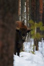 Wild European Bison in Winter Forest. European bison - Bison bonasus, artiodactyl mammals of the genus bison. Portrait