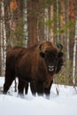 Wild European Bison in Winter Forest. European bison - Bison bonasus, artiodactyl mammals of the genus bison. Portrait