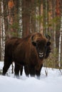 Wild European Bison in Winter Forest. European bison - Bison bonasus, artiodactyl mammals of the genus bison