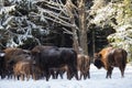 Wild European Brown Bison Bison Bonasus . Majestic Powerful Adult Aurochs Wisent In Winter Forest, Belarus. Female Of Brown Royalty Free Stock Photo