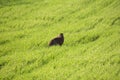 Wild European Hare It`s The Same Lepus Europaeus ,Sitting On The Spring Green Grass Background Under The Sun. European Brown Ha Royalty Free Stock Photo