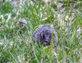 Wild European hedgehog on forest path among green grass