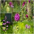 Wild European orchids like fragant orchid, lizard orchid, pyramidal orchid, red helleborine and military orchid flowering in the K Royalty Free Stock Photo