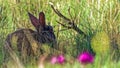 Wild european rabbit in high grass