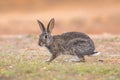 Wild European Rabbit looking at Camera Royalty Free Stock Photo