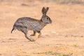 Wild European Rabbit Running in Gravel Royalty Free Stock Photo