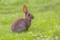 Wild European rabbit sideview