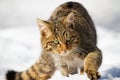 Wild european wildcat approaching on snow in winter Royalty Free Stock Photo