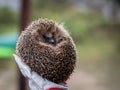 Wild Eurpean Hedgehog, Erinaceus europaeus, curled up in a hand with gloves on Royalty Free Stock Photo