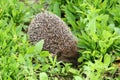 Wild Eurpean Hedgehog, Erinaceus europaeus,  in green grass Royalty Free Stock Photo